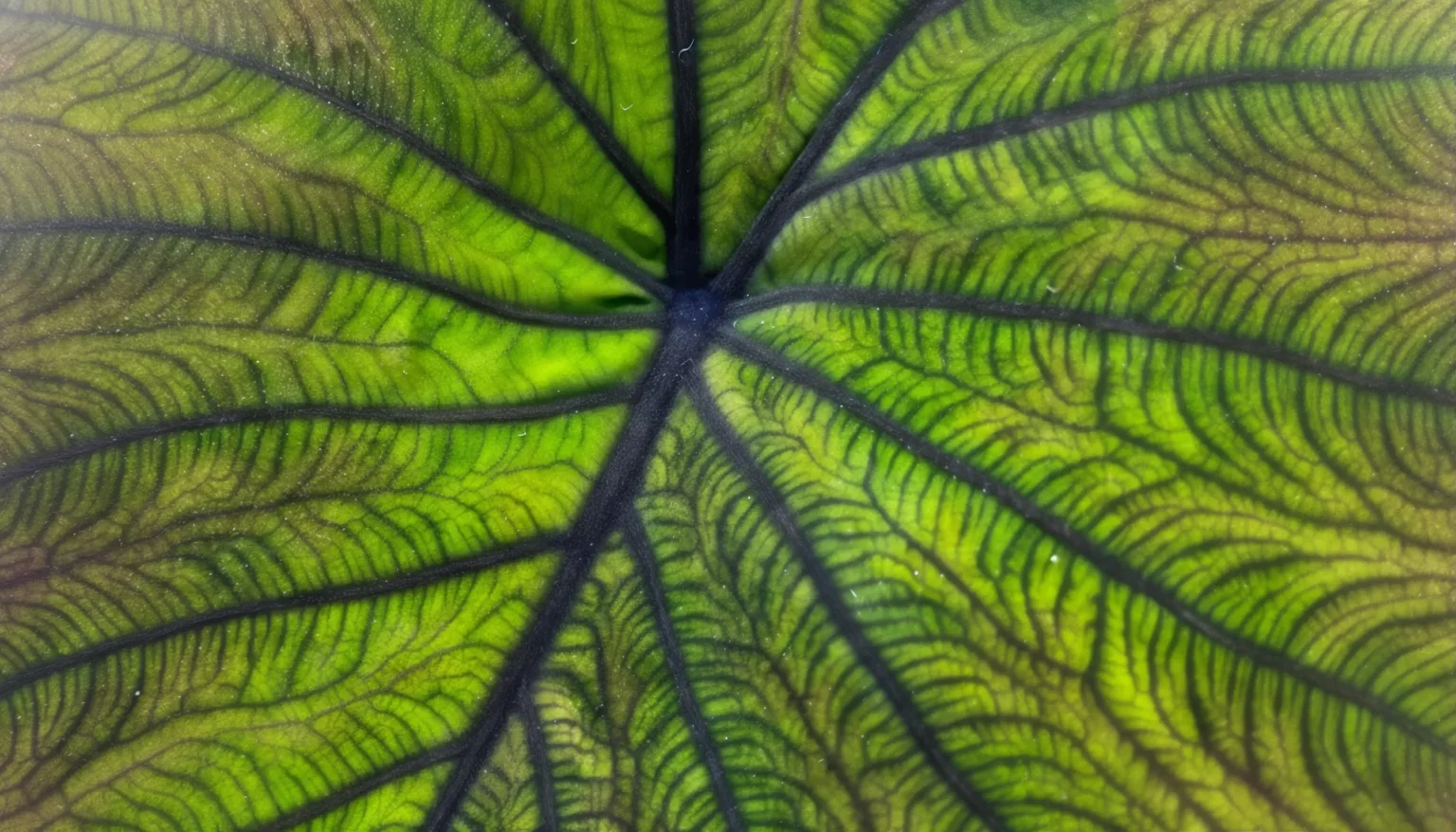Colocasia Angel Mask