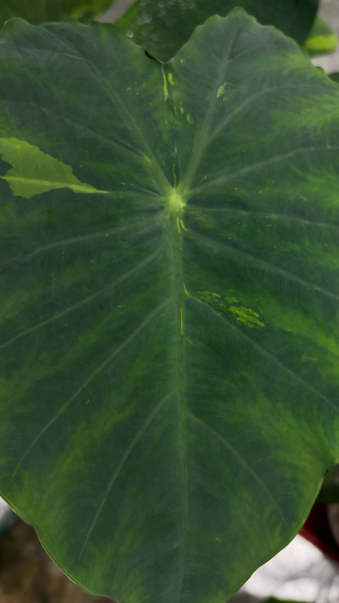 Colocasia Angel Mask