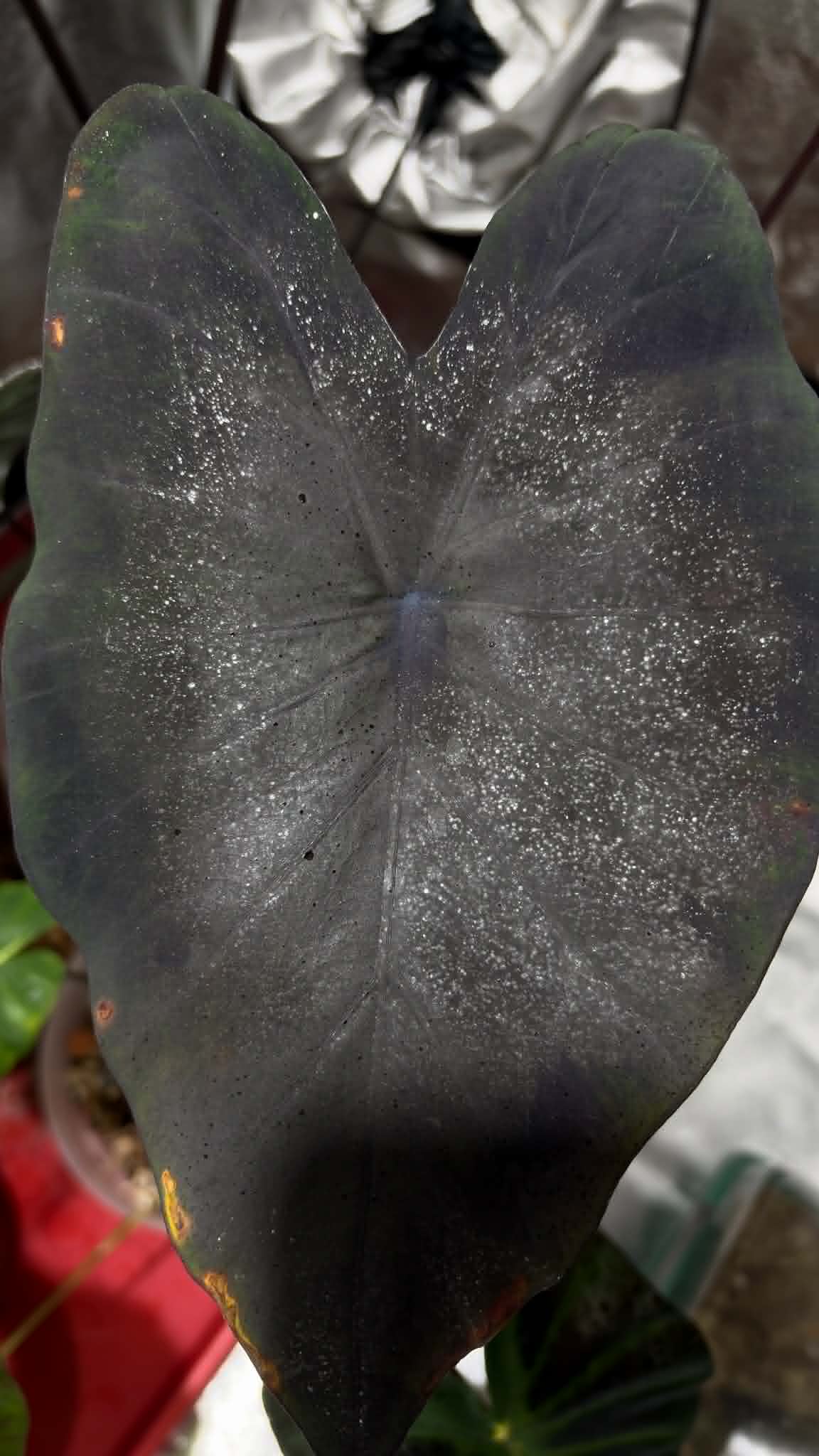 Colocasia Cannibal