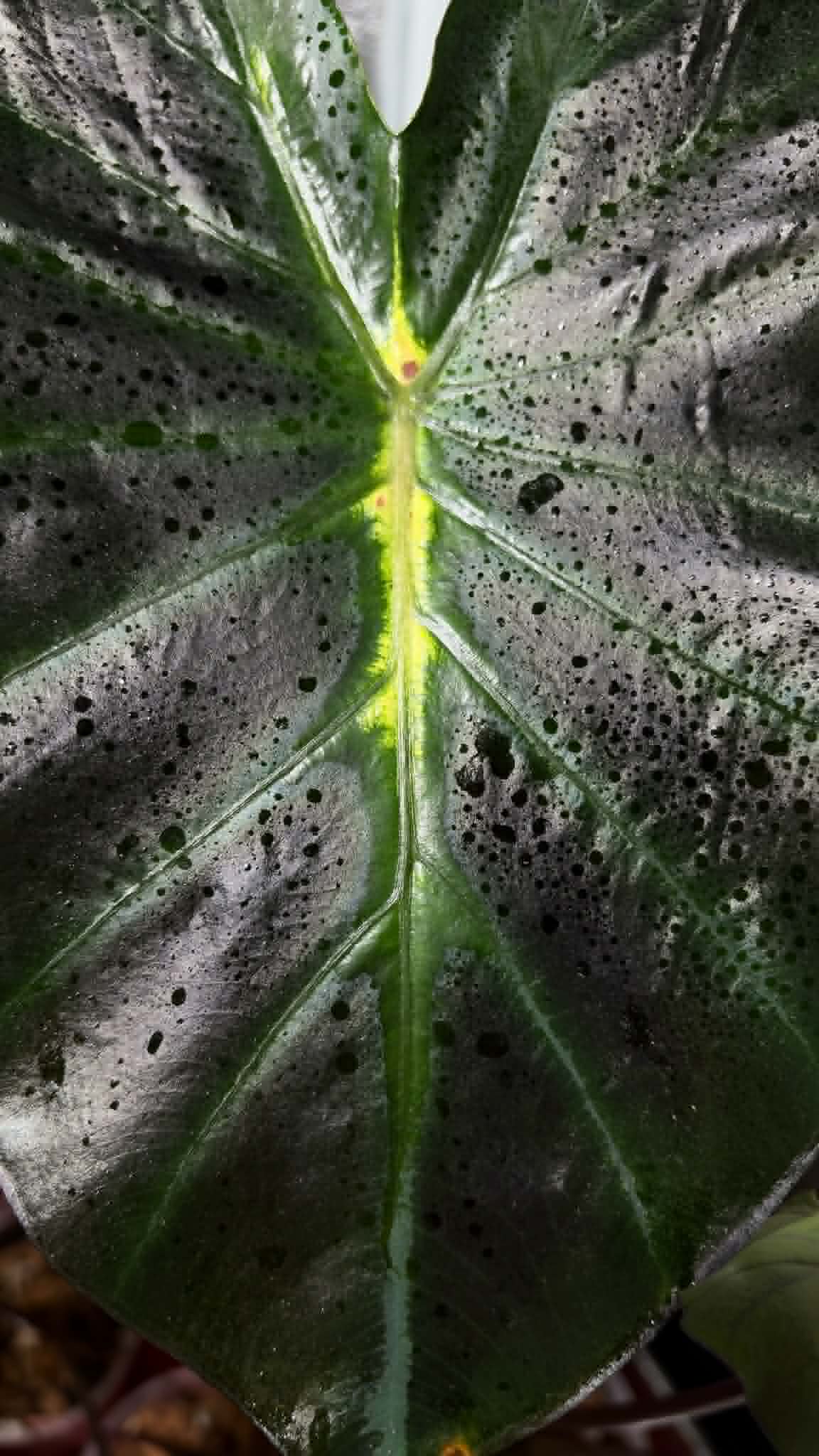 Colocasia Star Matrix