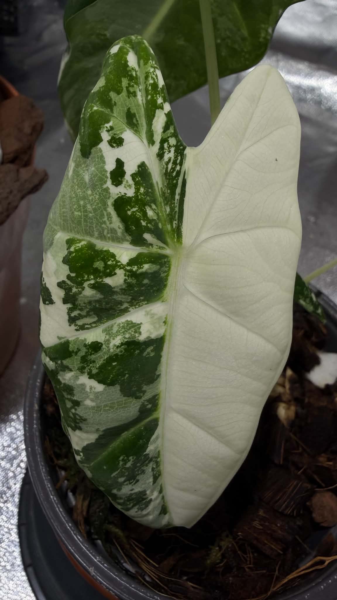 Colocasia Tossacan